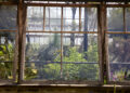 Interior de los invernaderos victorianos, con las colecciones en macetas de terracota. Cambridge University Botanic Garden, junio de 2026. El jardín fue creado en 1831 por John Stevens Henslow, mentor de Charles Darwin, y abrió al público en 1846. / Inside the Victorian glasshouses, with the collections in terracotta pots. Cambridge University Botanic Garden, June 2026. The garden was created in 1831 by John Stevens Henslow, Darwin's mentor, and opened to the public in 1846.