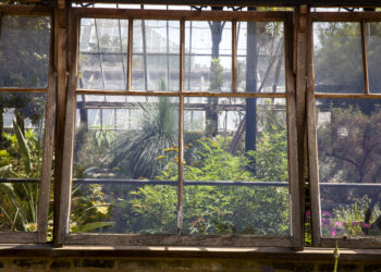 Interior de los invernaderos victorianos, con las colecciones en macetas de terracota. Cambridge University Botanic Garden, junio de 2026. El jardín fue creado en 1831 por John Stevens Henslow, mentor de Charles Darwin, y abrió al público en 1846. / Inside the Victorian glasshouses, with the collections in terracotta pots. Cambridge University Botanic Garden, June 2026. The garden was created in 1831 by John Stevens Henslow, Darwin's mentor, and opened to the public in 1846.
