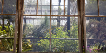 Interior de los invernaderos victorianos, con las colecciones en macetas de terracota. Cambridge University Botanic Garden, junio de 2026. El jardín fue creado en 1831 por John Stevens Henslow, mentor de Charles Darwin, y abrió al público en 1846. / Inside the Victorian glasshouses, with the collections in terracotta pots. Cambridge University Botanic Garden, June 2026. The garden was created in 1831 by John Stevens Henslow, Darwin's mentor, and opened to the public in 1846.